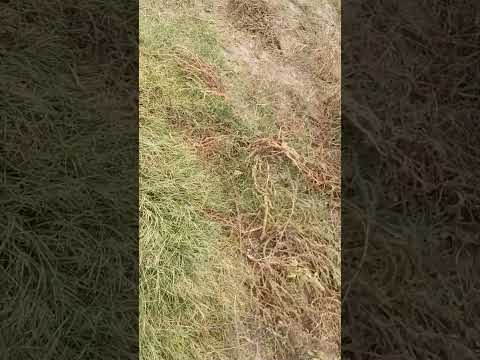 localidad de ceballos la pampa