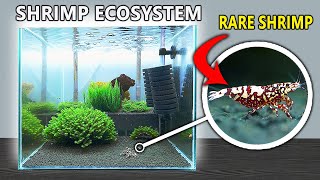 I Made a Breeding Tank for Rare Caridina Shrimp (115 Day Timelapse)