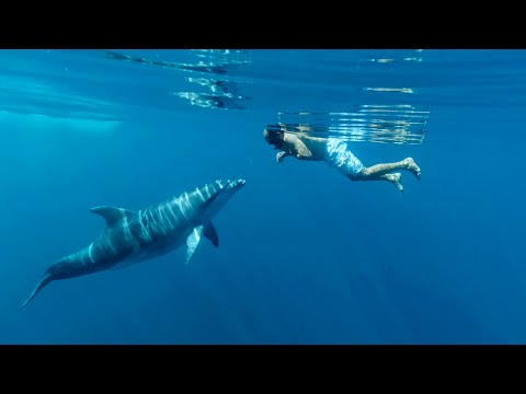 Nuotare con i delfini solo a Golfo Aranci! #dolphinwatching 🐬 con #marcodelmare