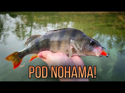 Neuvěřitelný záběr okouna pod nohama!