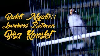 Download lagu DUNIA KICAU : KELABANG Lovebird BATMAN Pertama Tampil Konslet mp3 Download lagu DUNIA KICAU : KELABANG Lovebird BATMAN Pertama Tampil Konslet mp3