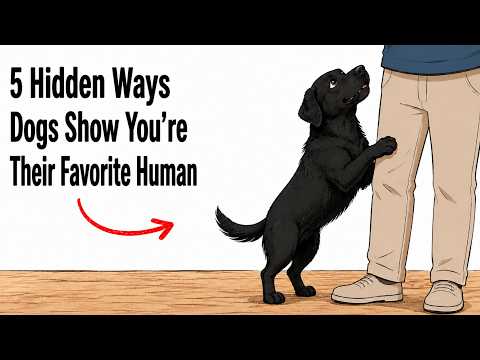 5 Hidden Ways Dogs Show You’re Their Favorite Human | Dog Behavior