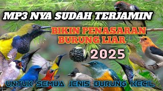 Download lagu Suara pikat BURCIL kombinasi suara alam kebun blukar ❗MP3 ini juaranya untuk pikat mp3 Download lagu Suara pikat BURCIL kombinasi suara alam kebun blukar ❗MP3 ini juaranya untuk pikat mp3