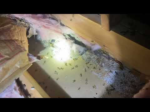 Large Nest of Yellow Jackets Hiding Under the Attic Insulation in Lincroft, NJ