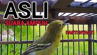Download lagu SUARA SIRTU GACOR MENANTANG LAWAN 100% AMPUH UNTUK PIKAT SIRTU AGAR BUNYI mp3 Download lagu SUARA SIRTU GACOR MENANTANG LAWAN 100% AMPUH UNTUK PIKAT SIRTU AGAR BUNYI mp3