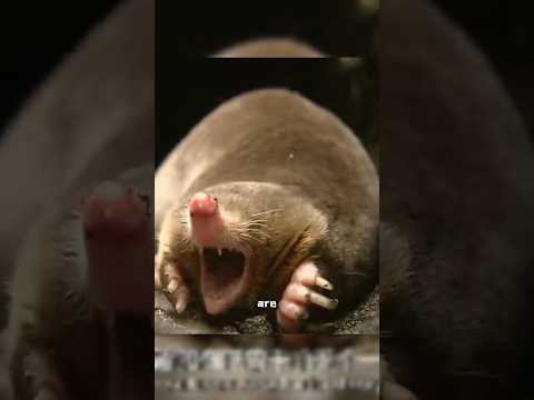 Mole #cute #animals #mole