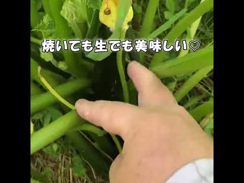 ズッキーニの種を播く前に浸したほうがよいでしょうか？  庭園