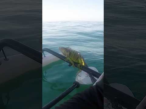 Guy Saves Iguana Swimming Miles From Shore