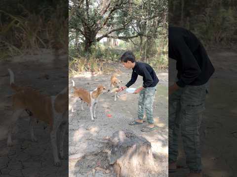 Chiku Janvaron Se Kitna Pyar Karta Hai 😱😍 #shorts #ytshorts #viralvideos #animals