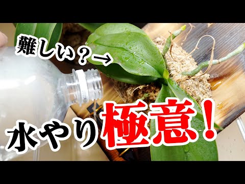 蘭の根を切る: 間違いを避ける方法 トピックス