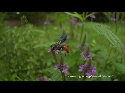 ハラアカヤドリハキリバチの吸蜜と飛翔