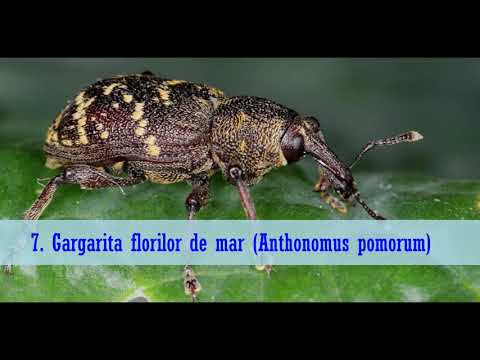 , title : 'INSECTE DAUNATOARE 10 insecte daunatoare plantelor din gradina si combaterea lor'