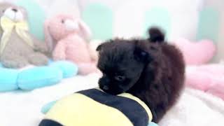 ハーフ犬の動画01