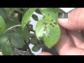 How To Prevent Black Spots on Plants
