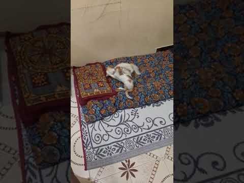 Rody and Kavi  cats fighting