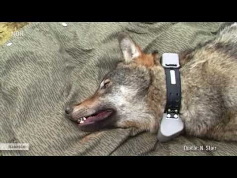 Ein in Wolf am Sender - Arnos Wege durch MV