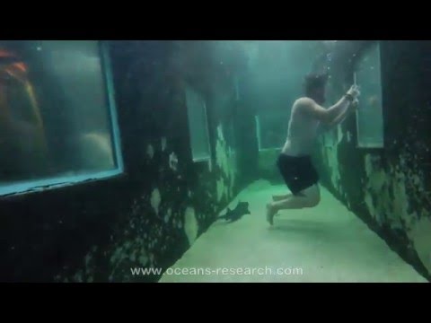 Oceans Research interns: sharing a tank with sharks