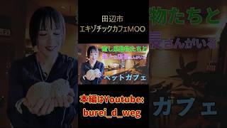 【SHORT版】鳥類激増!?田辺市の癒し系動物と美人な店長さんがいるオシャレな動物カフェ【和歌山×女装】 #鳥類 #爬虫類 #ペットショップ