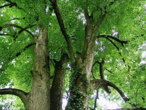 Ana Stefok - "Medjimurje zeleno"