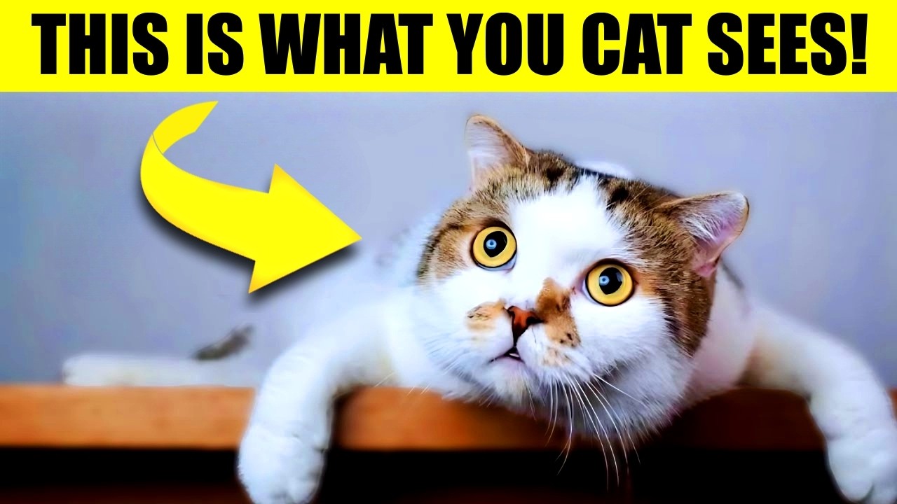 Your Cat Doesn’t See You as Human – Here’s What You Really Are to Them (Pay Attention!)