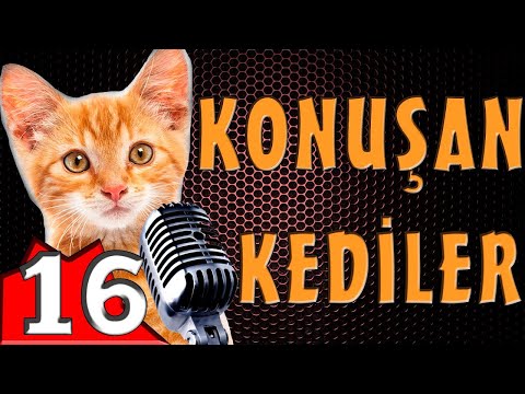 Pisicik TV - Konuşan Kediler 16 - En Komik Kedi Videoları!