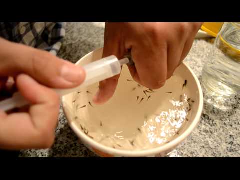 Desembuchando Haplochromis Latisfasciatus