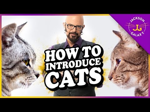 How to Introduce Cats - YouTube