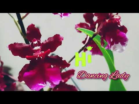 吉祥蘭