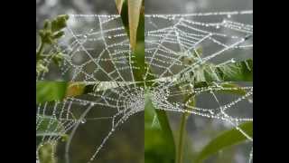 Coral Castle - Laura Sullivan