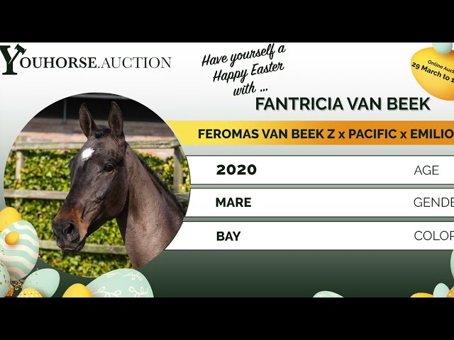 Fantricia van Beek Z under the saddle