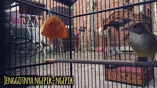 Download lagu Cucak jenggot ngepik-ngepik mp3 Download lagu Cucak jenggot ngepik-ngepik mp3