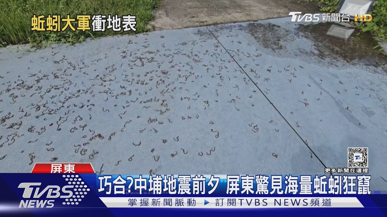 巧合?中埔地震前夕 屏東驚見海量蚯蚓狂竄