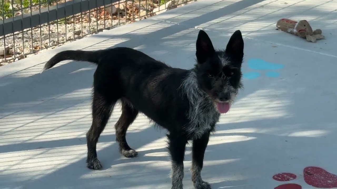 Enlarge Delaney - playful sweet terrier mix, an adopted mixed breed in Austin, TX video 6/6
