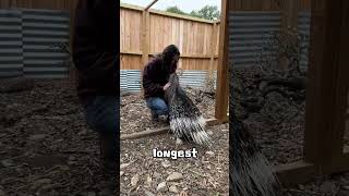 Can a porcupine prick itself?#animal #shorts