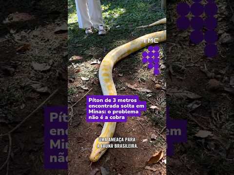 Píton de 3 metros encontrada solta em Minas: O problema não é a cobra #shorts