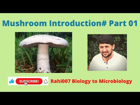 Mushroom Introduction # Part 01