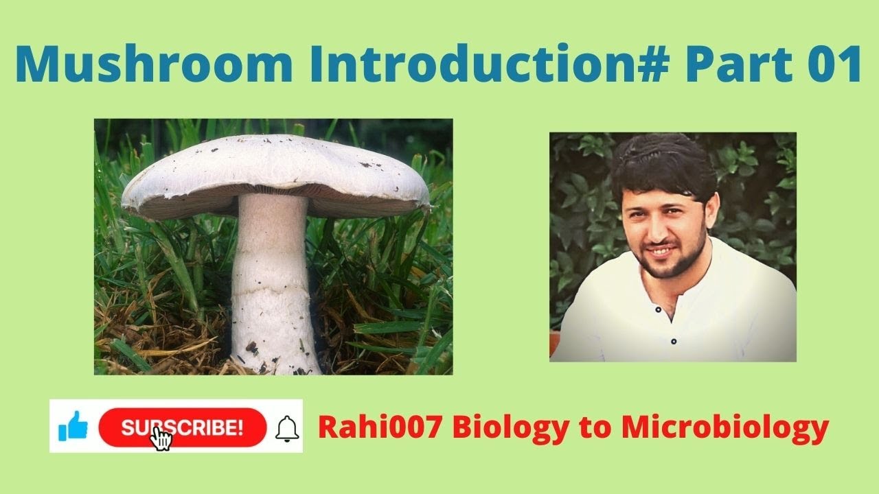 Mushroom Introduction # Part 01