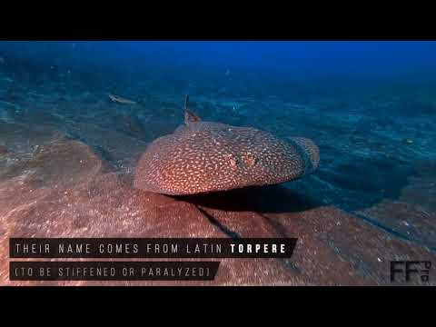 Torpedo marmorata