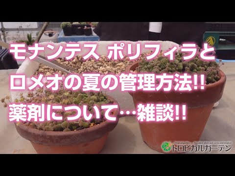 Clathrina Clathrus (Porifera) (クロアチア)