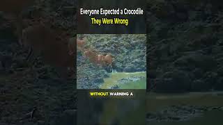 Everyone Expected a Crocodile. They Were Wrong
