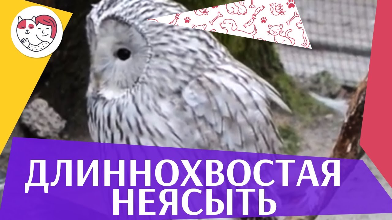 Длиннохвостая неясыть Описание на ilikepet
