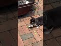 Mixed Breed dogs for sale: Maxine - Video 1