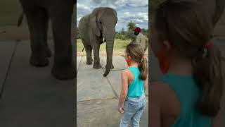 #Elephant imitating the girl’s dance 🐘💃 | #animalplanet #shorts