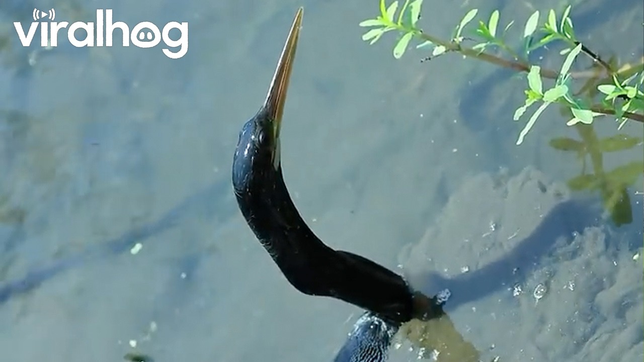 Anhinga Bird Darts Through the Water to Catch a Fish || ViralHog