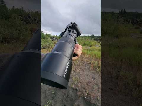 Fujifilm GFX 100S ii and Fujinon GF 500mm f5.6 #camera #lens #photography