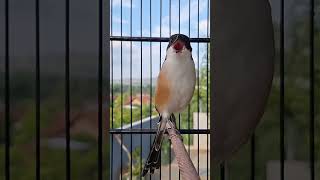Download lagu pancingan pentet bahan #shorts #youtubeshorts #fyp #cendetgacor #cendetrolltembak #birdsounds mp3