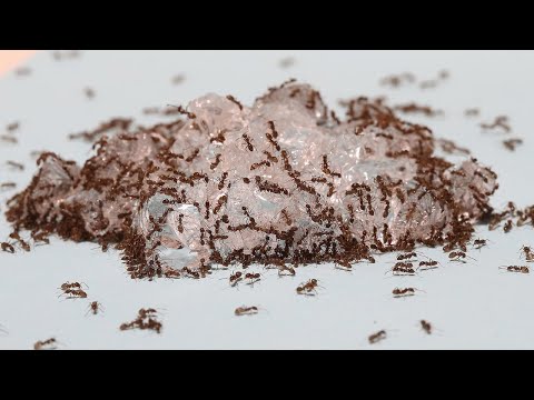 Ants Protect Deadly Citrus Disease Vector - New Ant Management Tools