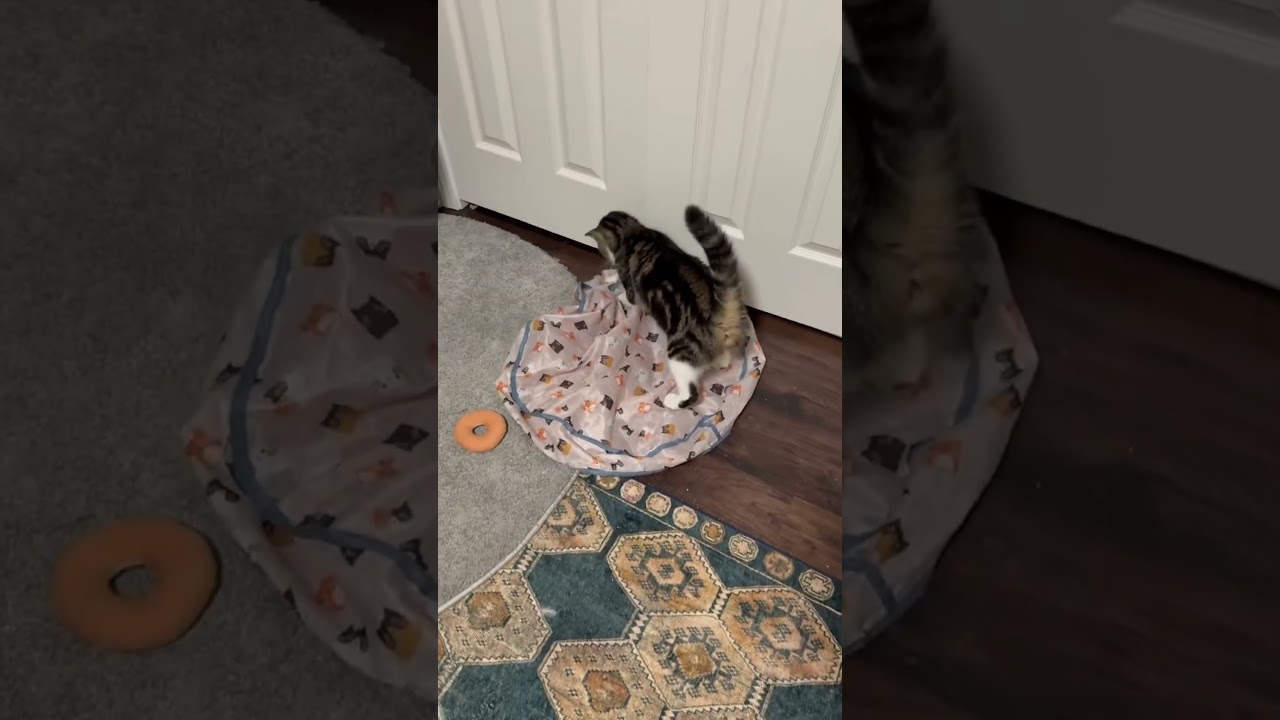 Enlarge Cheese, an adopted Domestic Short Hair in Kent, WA video 6/6