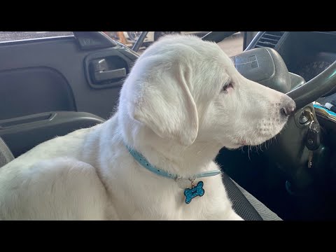 My Life Line | Badshah | Nazeema Ali