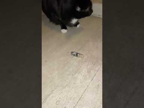 Cat hits cicada paw then gets chased #shorts
